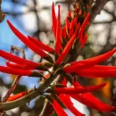 Mulungu