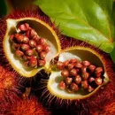 Urucum
